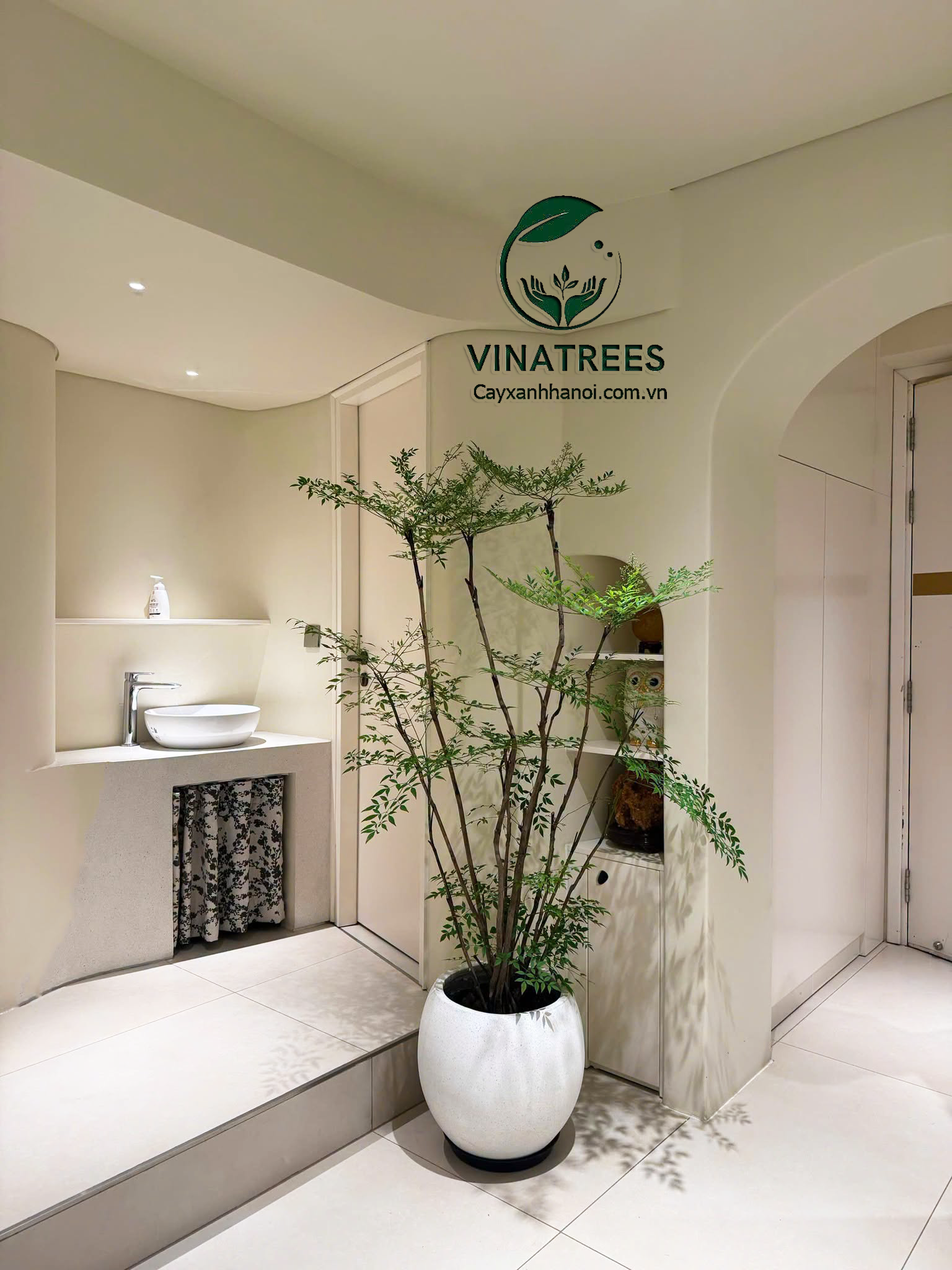 Cây nam thiên trúc được nhiều khách hàng lựa chọn là dòng cây decor hiện nay